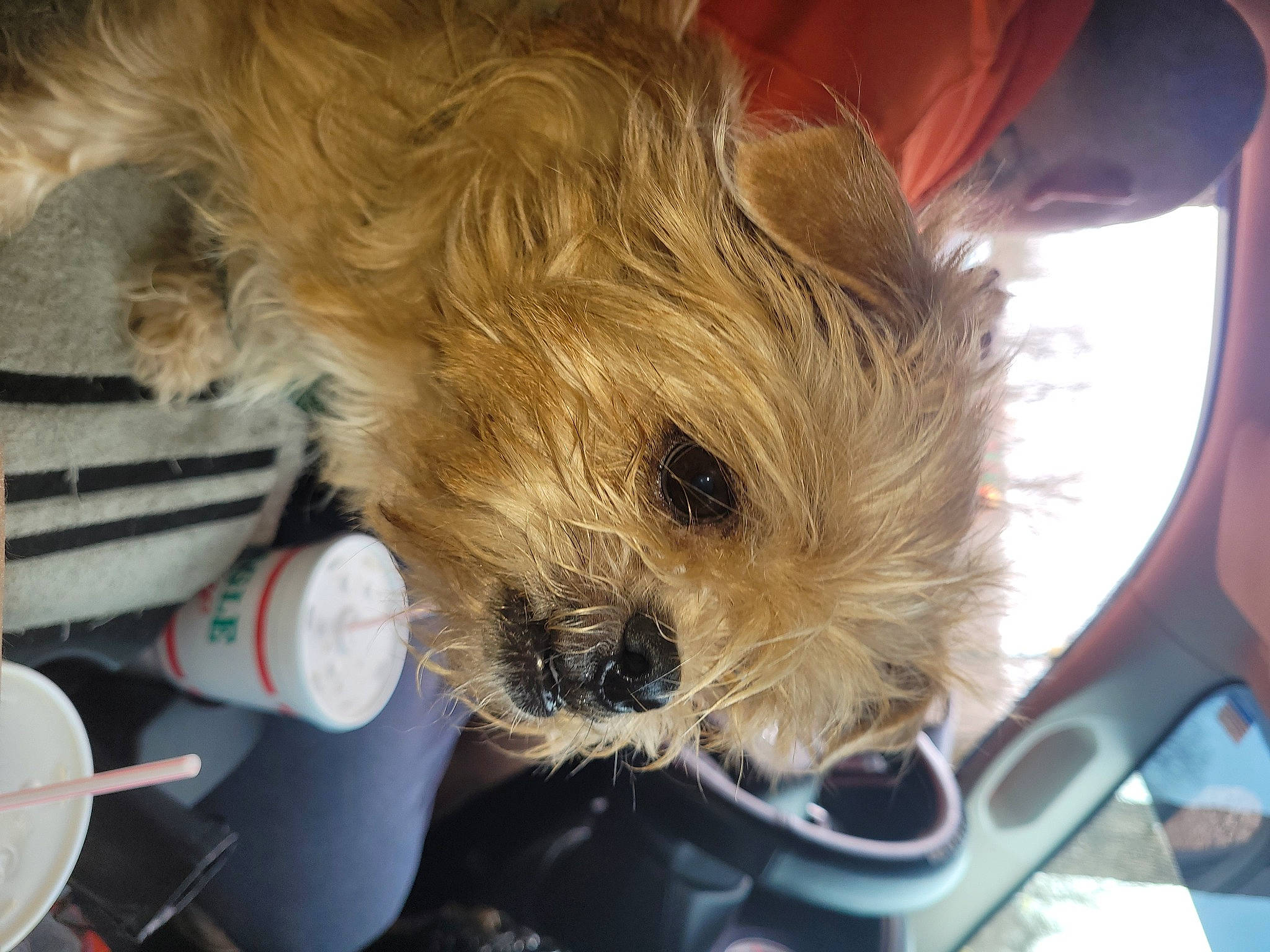 Loki joined the competition — help win amazing prizes! bowl, canidae, car_seat, carnivore, companion_dog, dog, dog_breed, fur, mechanical_fan, small_terrier, snout, sporting_group, surfer_hair, tableware, terrier, toy_dog