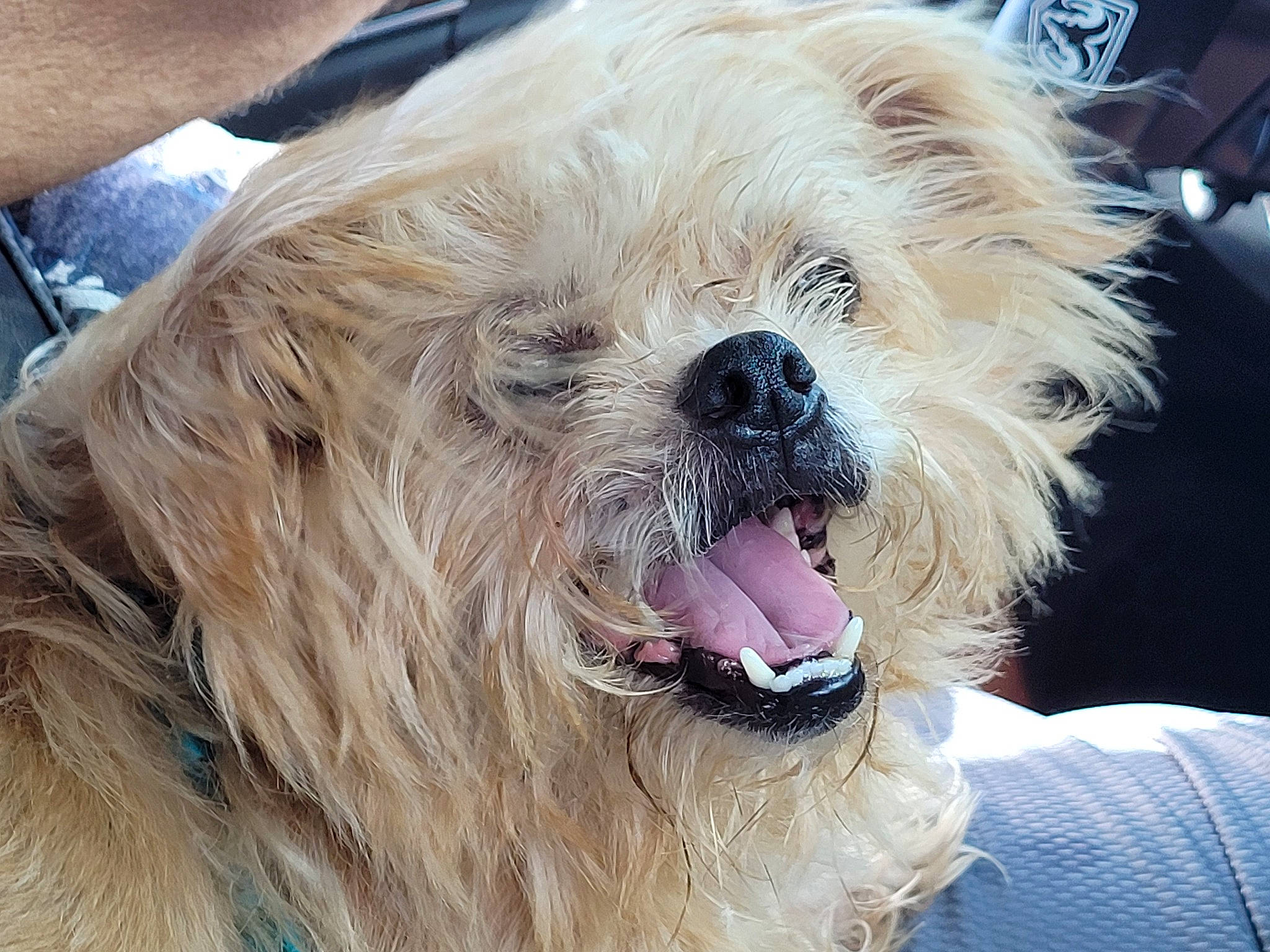 Loki is registered to the contest to win money with this photo: carnivore, companion_dog, dog, dog_breed, dog_collar, fawn, fur, liver, puppy_love, shih_poo, shih_tzu, small_terrier, smile, snout, sporting_group, terrier, toy_dog, whiskers, working_animal, wrinkle