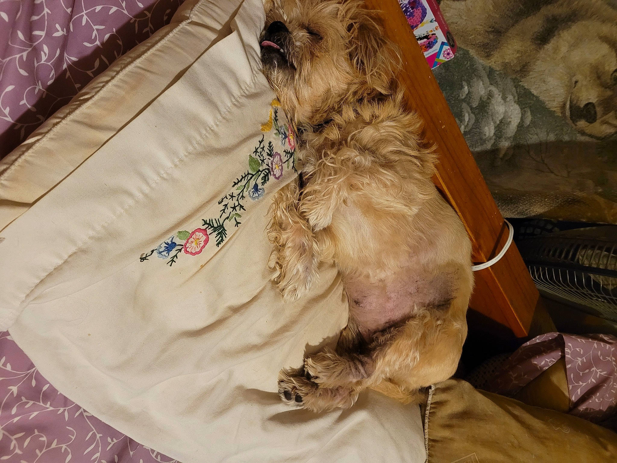 Loki joined the competition — help win amazing prizes! canidae, carnivore, companion_dog, couch, dog, dog_breed, dog_clothes, dog_supply, felidae, fur, linens, liver, pet_supply, shih_tzu, small_terrier, small_to_medium_sized_cats, sporting_group, terrier, toy_dog, working_animal