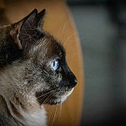 Lulu participe au concours pour gagner de l'argent avec cette photo : cat, siamese_cat, profile, close_up, blue_eyes, fur, whiskers, pet, animal, indoor, portrait, looking, side_view, soft_light, blurred_background, feline, mammal, domestic_animal, cute, curious