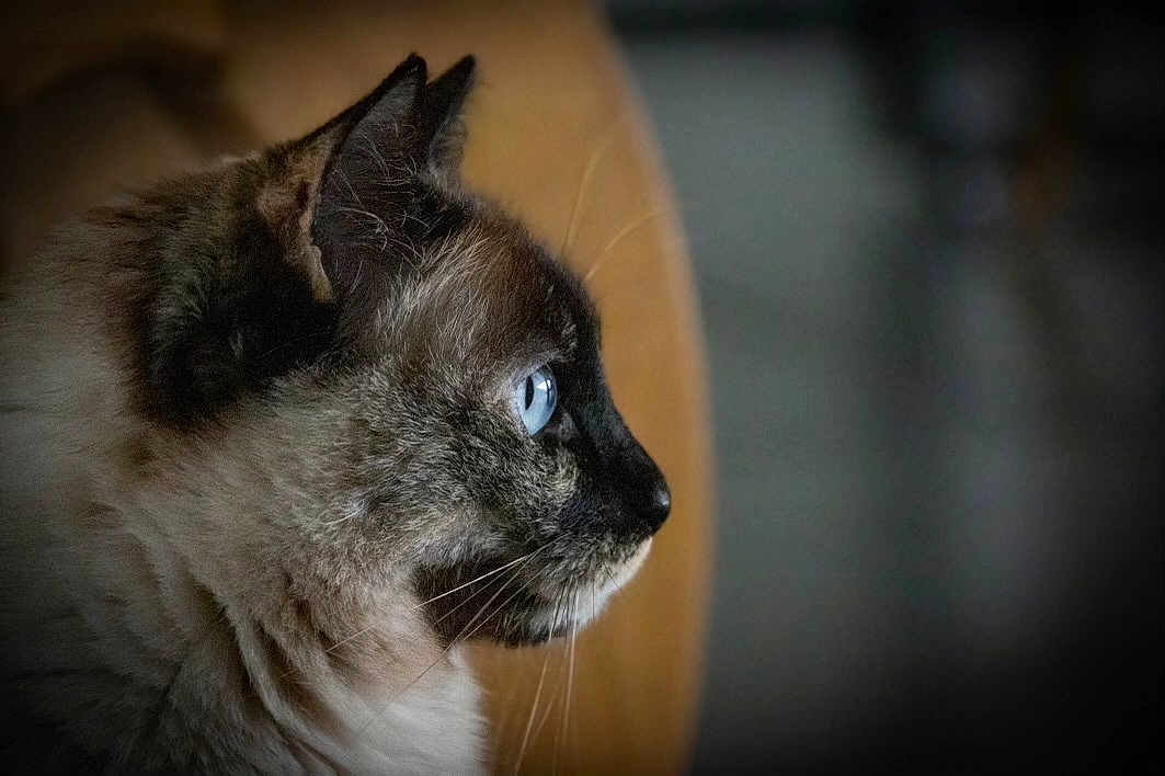 Lulu