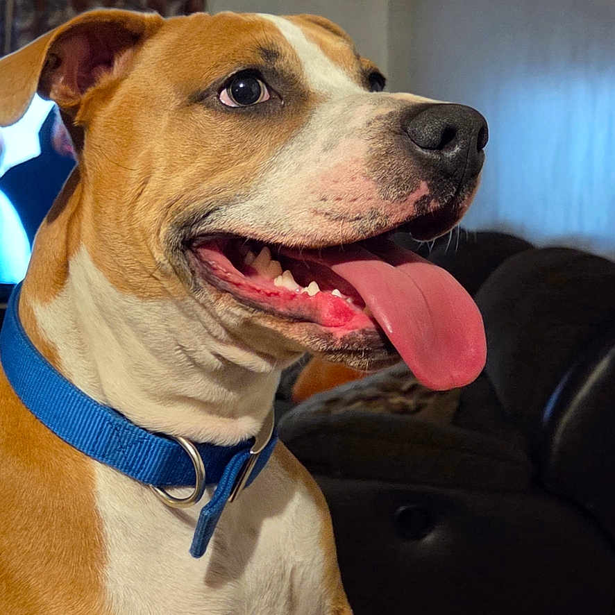 Mason Topps is registered to the contest to win money with this photo: accessories, animal, architecture, boxer, building, bulldog, canine, couch, cushion, dog, furniture, homedecor, hound, indoors, livingroom, person, pet, room, sphere, strap