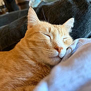 Everest is registered to the contest to win money with this photo: animal, cat, close_up, cozy, cute, ear, face, feline, fur, ginger_cat, indoor, mammal, nose, peaceful, pet, relaxed, resting, sleeping, soft, whiskers