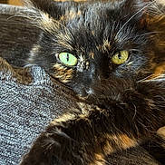 Everest is registered to the contest to win money with this photo: cat, tortoiseshell, close_up, green_eyes, fur, whiskers, paw, texture, gray_fabric, relaxed, pet, animal, indoor, fur_pattern, cute, mammal, sleepy, resting, detail, portrait