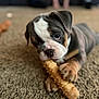 animal, black, brown, bulldog, carpet, chew_toy, close_up, cute, dog, ears, focused, indoor, lying_down, nose, paw, pet, playful, puppy, white, young