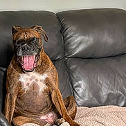 Rosie joined the competition — help win amazing prizes! dog, brindle, yawning, sitting, leather_couch, blanket, indoor, pet, canine, relaxed, sleepy, paw, fur, animal, home, comfort, cozy, mammal, resting, tongue