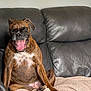dog, brindle, yawning, sitting, leather_couch, blanket, indoor, pet, canine, relaxed, sleepy, paw, fur, animal, home, comfort, cozy, mammal, resting, tongue