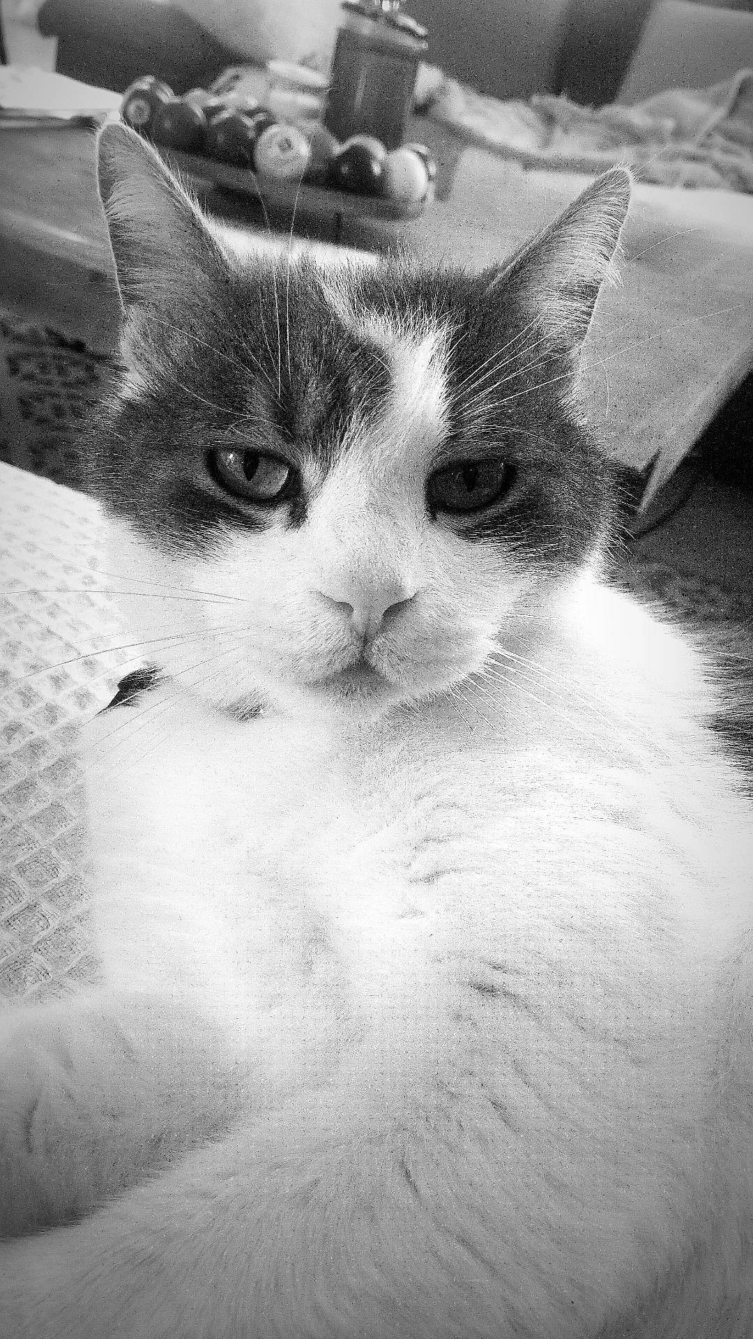 Mango a rejoint le concours — aidez-le/la à gagner de superbes lots ! art, black_and_white, carnivore, cat, cloud, domestic_short_haired_cat, eye, felidae, fur, head, monochrome, monochrome_photography, paw, sky, small_to_medium_sized_cats, snout, stock_photography, style, tail, whiskers