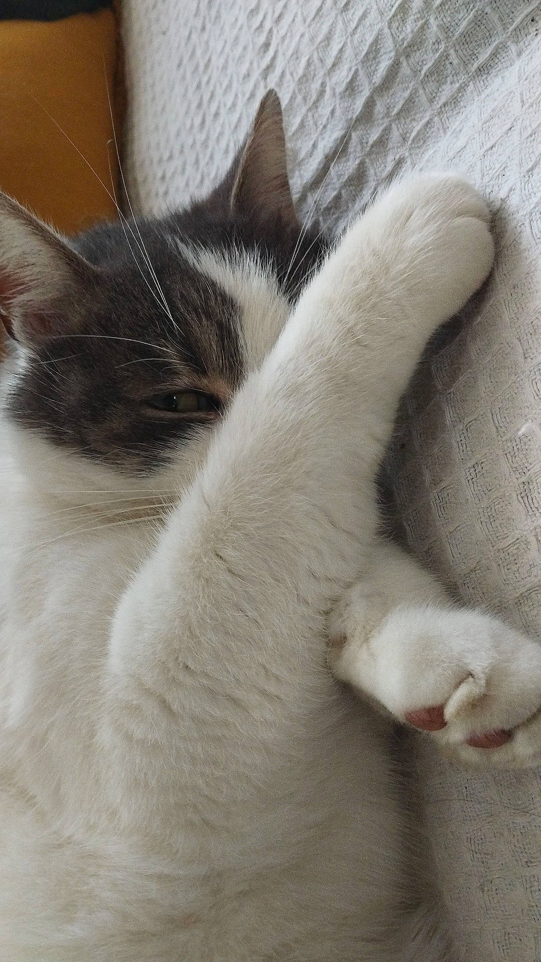 Mango a rejoint le concours — aidez-le/la à gagner de superbes lots ! carnivore, cat, claw, comfort, domestic_short_haired_cat, felidae, fur, nap, paw, sleep, small_to_medium_sized_cats, snout, tail, terrestrial_animal, whiskers