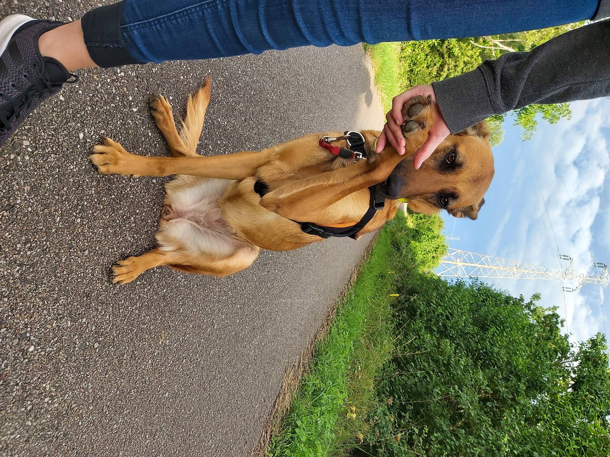 Idyle a rejoint le concours — aidez-le/la à gagner de superbes lots ! canidae, carnivore, dog, dog_breed, fawn, german_shepherd_dog, sporting_group