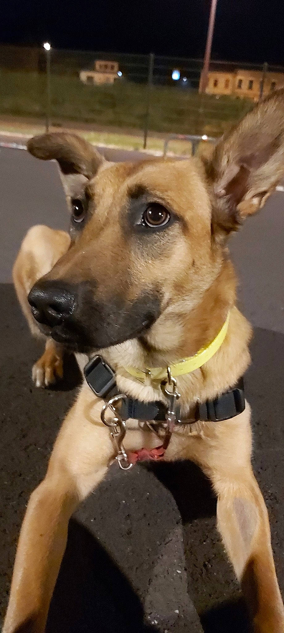 Idyle participe au concours pour gagner de l'argent avec cette photo : aspin, black_mouth_cur, canidae, carnivore, dog, dog_breed, fawn, formosan_mountain_dog, mammal, potcake_dog, rare_breed_dog, snout, street_dog, vertebrate