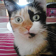 Lily participe au concours pour gagner de l'argent avec cette photo :