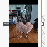 Zeus joined the competition — help win amazing prizes! appliance, bone_shaped, cabinet, curtain, cute, dog, fluffy, german_shepherd, hardwood_floor, home, indoor, kitchen, leash, oven, pet, pink, refrigerator, rug, toy, trash_can