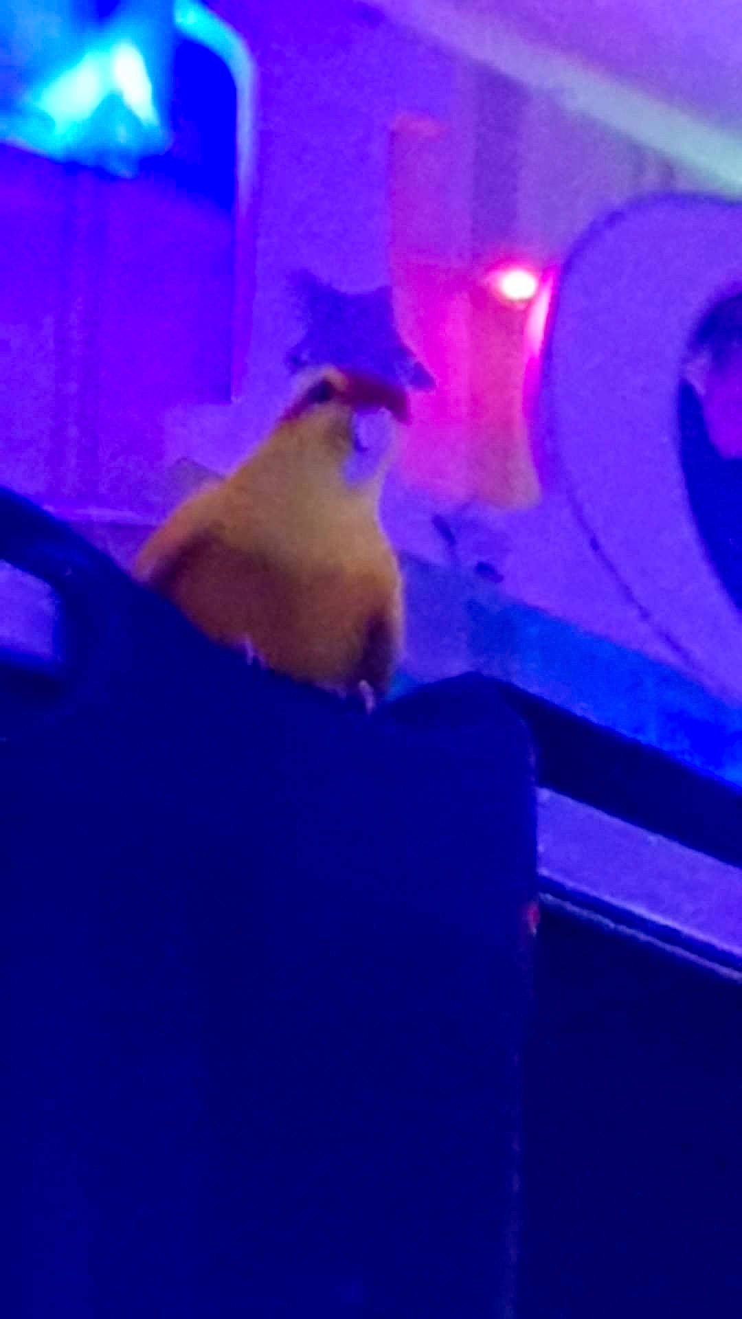 Samouraï a rejoint le concours — aidez-le/la à gagner de superbes lots ! bird, blue, cobalt_blue, electric_blue, purple, violet