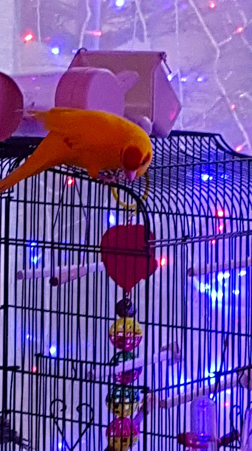 Samouraï participe au concours pour gagner de l'argent avec cette photo : bird, cage, canary, parakeet, parrot, pet_supply, violet