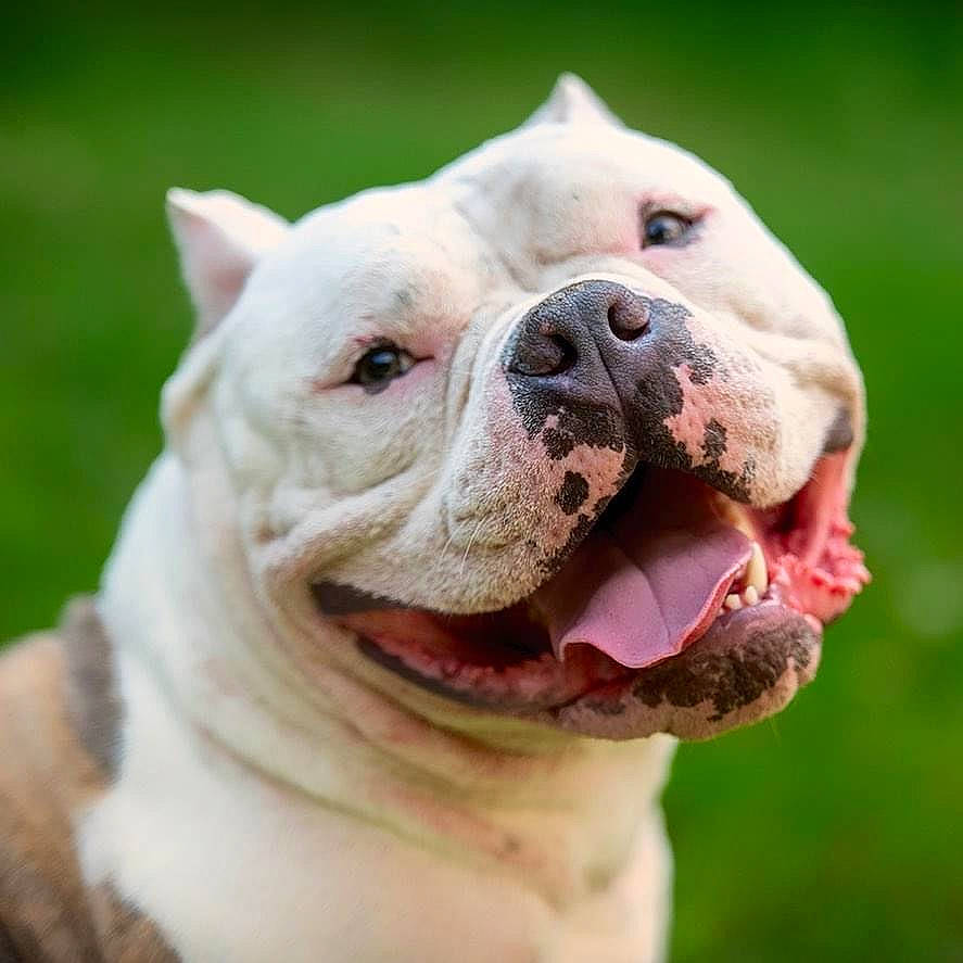 Luigi joined the competition — help win amazing prizes! bulldog, canidae, carnivore, close_up, collar, companion_dog, dog, dog_breed, dog_collar, fawn, grass, leash, pink, snout, sporting_group, terrestrial_animal, whiskers, white_english_bulldog, working_animal, wrinkle