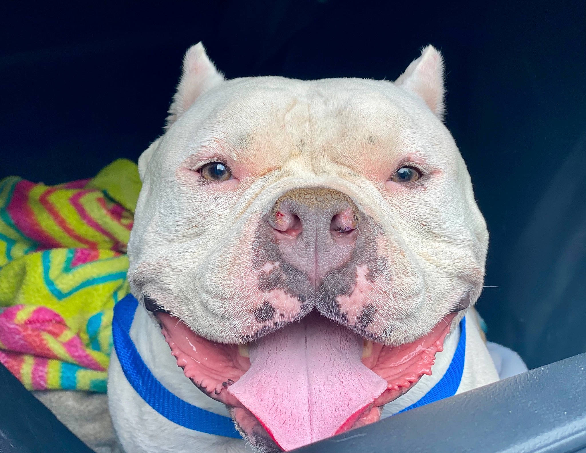 Luigi joined the competition — help win amazing prizes! bulldog, canidae, carnivore, collar, comfort, companion_dog, dog, dog_breed, eye, fawn, head, molosser, non_sporting_group, pink, snout, sporting_group, terrestrial_animal, whiskers, working_dog, wrinkle