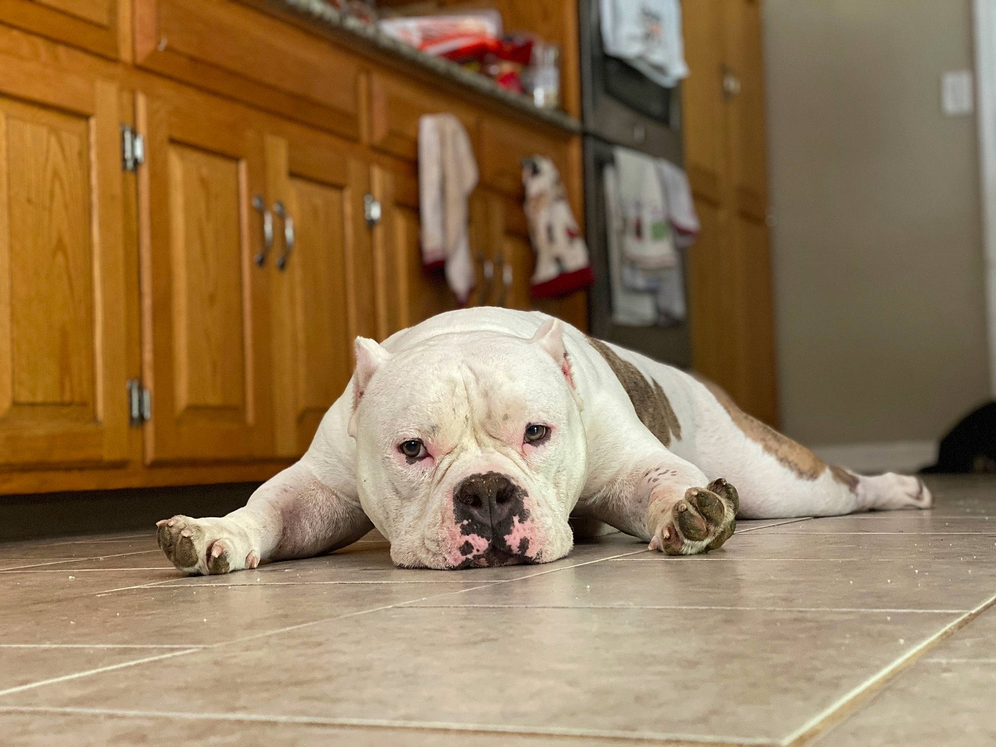 Luigi is registered to the contest to win money with this photo: bulldog, cabinetry, canidae, carnivore, comfort, companion_dog, dog, dog_breed, dog_supply, fawn, floor, flooring, hardwood, shelf, snout, sporting_group, terrestrial_animal, white_english_bulldog, wood, working_animal