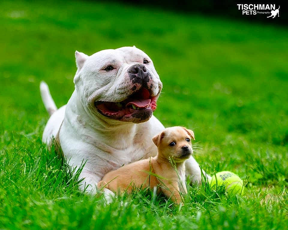 Luigi joined the competition — help win amazing prizes! canidae, carnivore, collar, companion_dog, dog, dog_breed, dog_collar, fawn, grass, grassland, happy, meadow, pasture, plant, snout, sporting_group, tail, terrestrial_animal, whiskers, working_animal