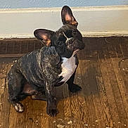 Lucky joined the competition — help win amazing prizes! dog, french_bulldog, brindle, pet, indoors, wood_floor, curious, head_tilt, ears, wall, vent, electrical_outlet, floor, sitting, animal, canine, companion, portrait, cute, domestic