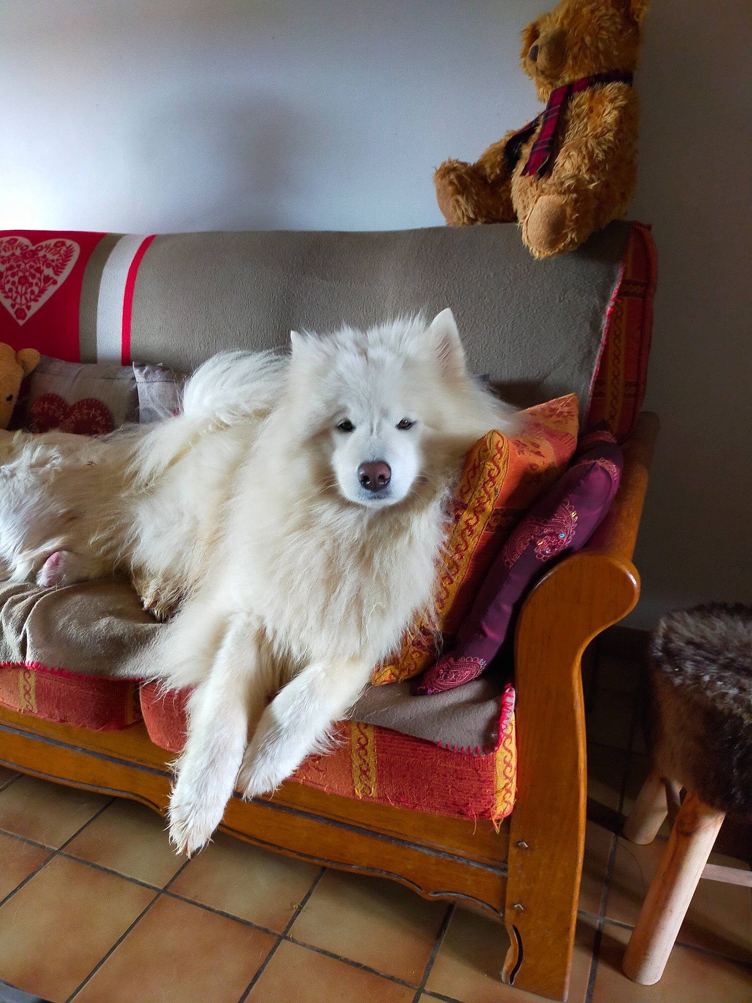 Akyla participe au concours pour gagner de l'argent avec cette photo : american_eskimo_dog, canidae, carnivore, chair, companion_dog, dog, dog_breed, dog_supply, fawn, flooring, fur, german_spitz, german_spitz_klein, german_spitz_mittel, pet_supply, plant, spitz, tail, toy_dog, volpino_italiano