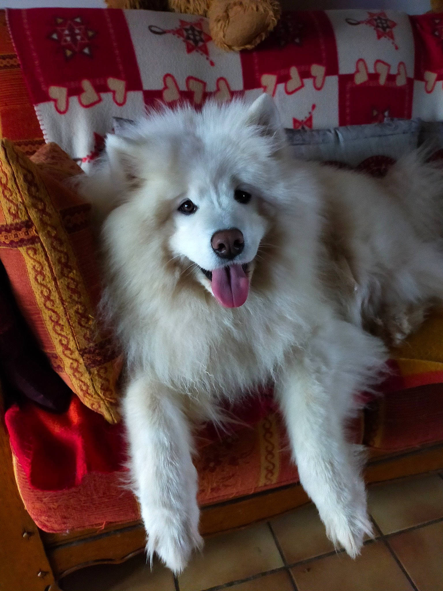 Akyla a rejoint le concours — aidez-le/la à gagner de superbes lots ! ancient_dog_breeds, canidae, carnivore, companion_dog, dog, dog_breed, dog_supply, fang, fur, german_spitz, german_spitz_klein, giant_dog_breed, herding_dog, non_sporting_group, shout, spitz, sporting_group, whiskers, working_dog