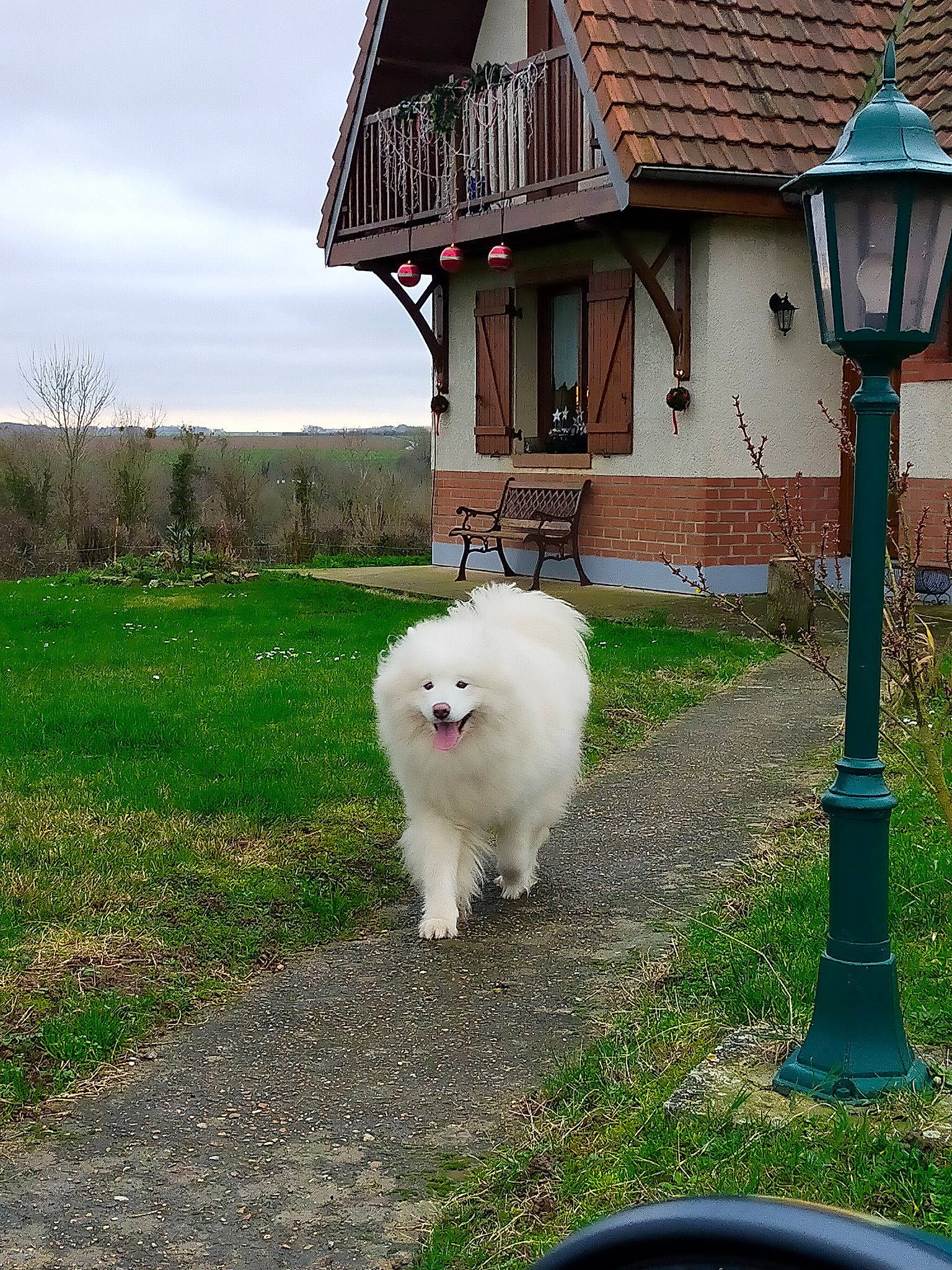 Akyla a rejoint le concours — aidez-le/la à gagner de superbes lots ! building, carnivore, cloud, companion_dog, cottage, dog, dog_breed, grass, house, japanese_spitz, lamp, lawn, plant, samoyed, sky, spitz, street_light, tail, tree, window