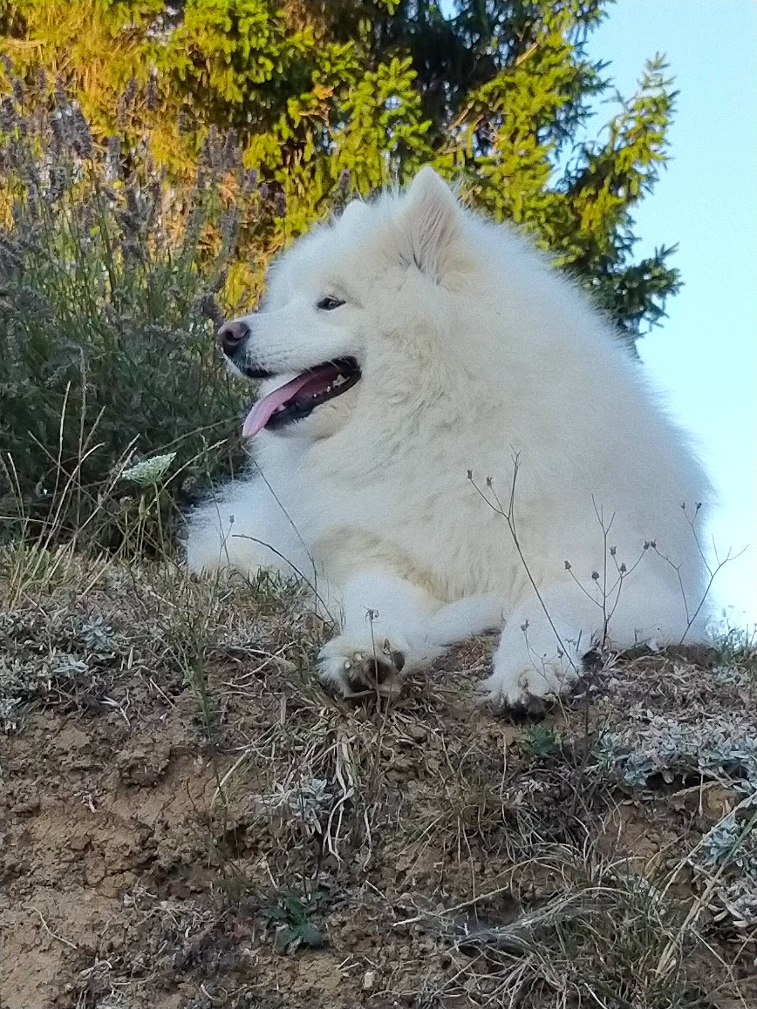 Akyla a rejoint le concours — aidez-le/la à gagner de superbes lots ! arctic_fox, canidae, canis, carnivore, companion_dog, dog, dog_breed, fawn, fur, grass, indian_spitz, samoyed, sky, snout, spitz, sporting_group, terrestrial_animal, tree, wildlife, working_animal