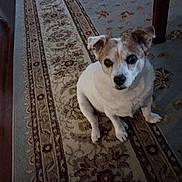 Chloe is registered to the contest to win money with this photo: dog, carpet, indoor, pet, floor, animal, small_dog, brown, white, cute, looking_up, ears, fur, home, wood_floor, table_leg, patterned_rug, sitting, domestic, companion
