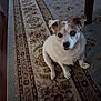 dog, carpet, indoor, pet, floor, animal, small_dog, brown, white, cute, looking_up, ears, fur, home, wood_floor, table_leg, patterned_rug, sitting, domestic, companion