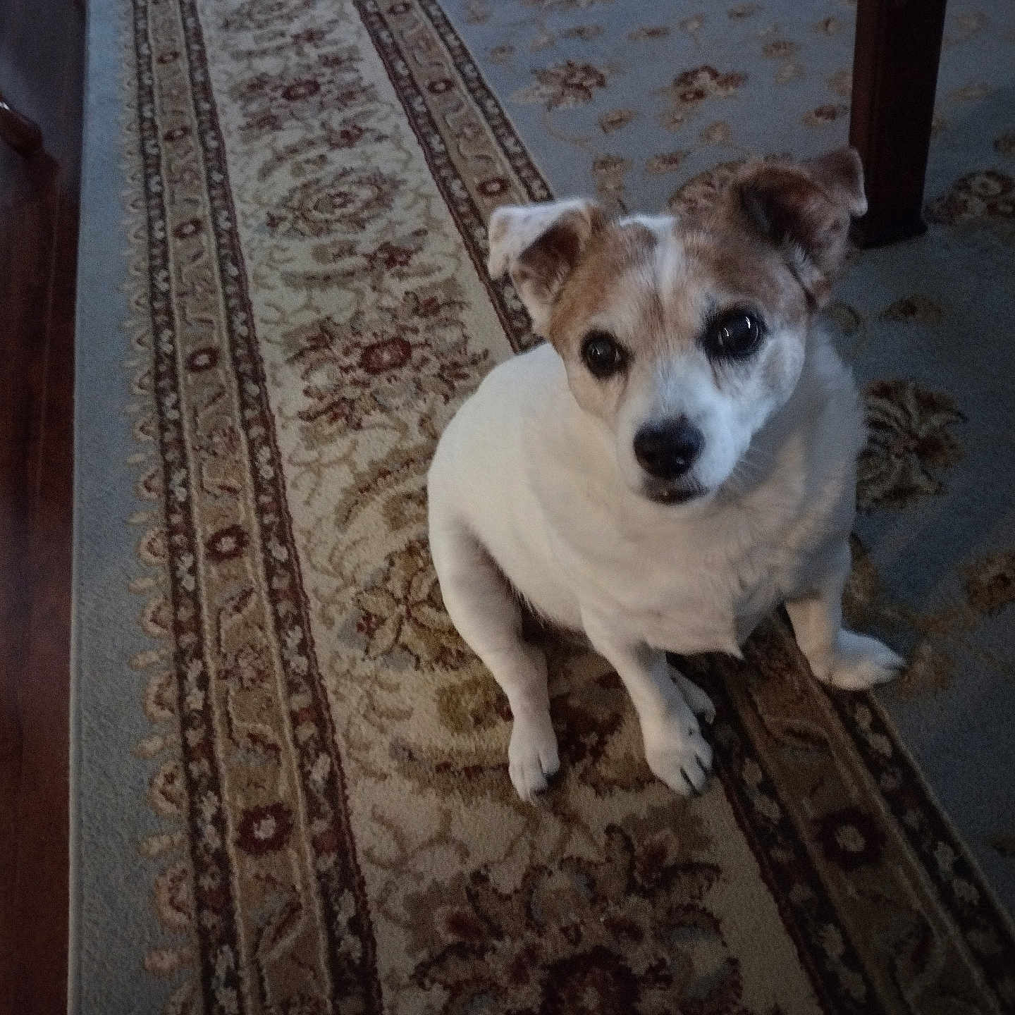 Chloe is registered to the contest to win money with this photo: animal, brown, carpet, companion, cute, dog, domestic, ears, floor, fur, home, indoor, looking_up, patterned_rug, pet, sitting, small_dog, table_leg, white, wood_floor