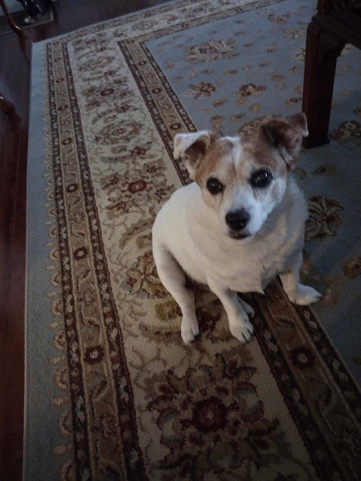 Chloe is registered to the contest to win money with this photo: dog, carpet, indoor, pet, floor, animal, small_dog, brown, white, cute, looking_up, ears, fur, home, wood_floor, table_leg, patterned_rug, sitting, domestic, companion