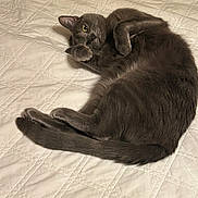 Khloe joined the competition — help win amazing prizes! animal, bed, blanket, cat, cozy, curious, cute, domestic_animal, feline, fur, gray_cat, indoor, lying_down, paw, pet, quilt, relaxed, resting, sleepy, whiskers