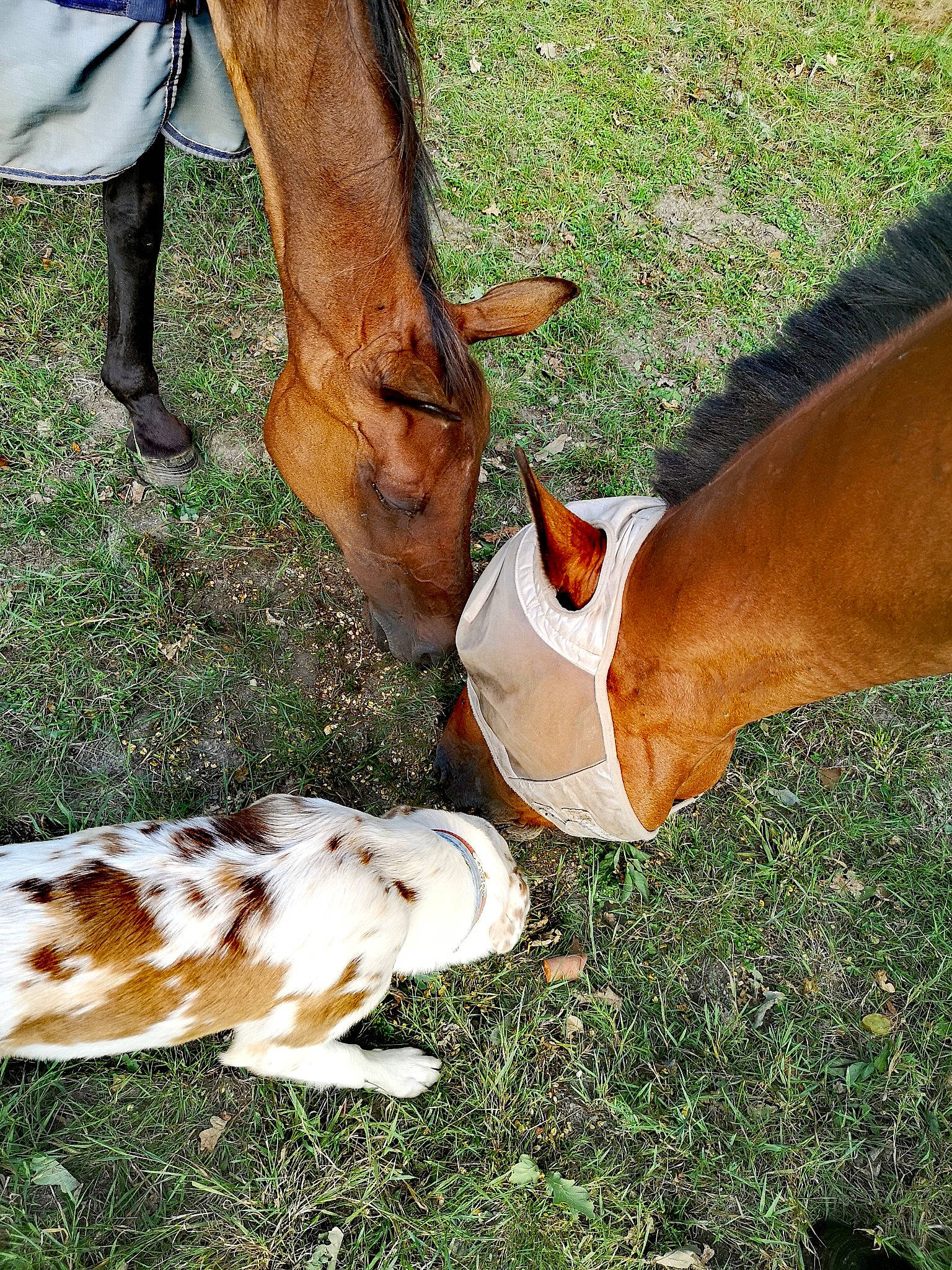 Easy participe au concours pour gagner de l'argent avec cette photo : colt, ear, fawn, foal, fodder, grass, grazing, horse, livestock, mammal, mane, mare, pasture, plant, pony, snout, sorrel, tree