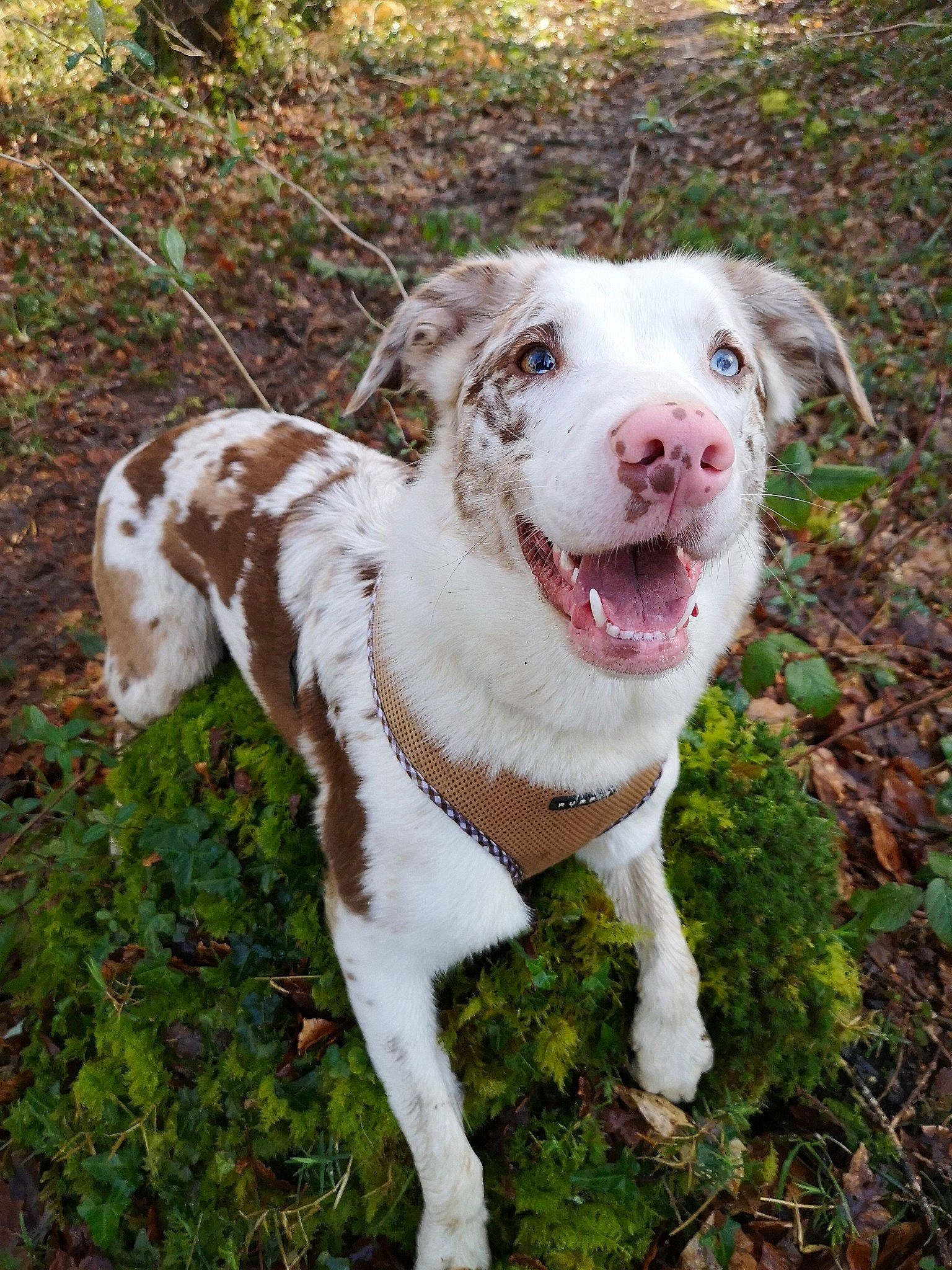 Easy a rejoint le concours — aidez-le/la à gagner de superbes lots ! canidae, carnivore, catahoula_bulldog, dog, dog_breed, fawn, louisiana_catahoula_leopard_dog, mammal, sporting_group, vertebrate