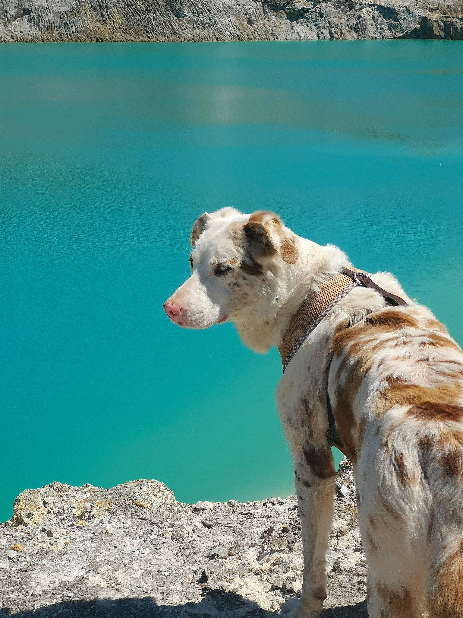 Easy a rejoint le concours — aidez-le/la à gagner de superbes lots ! american_bulldog, american_staffordshire_terrier, canidae, carnivore, dog, dog_breed, fawn, mammal, non_sporting_group, rock, sea, sporting_group, summer, vacation, vertebrate, water