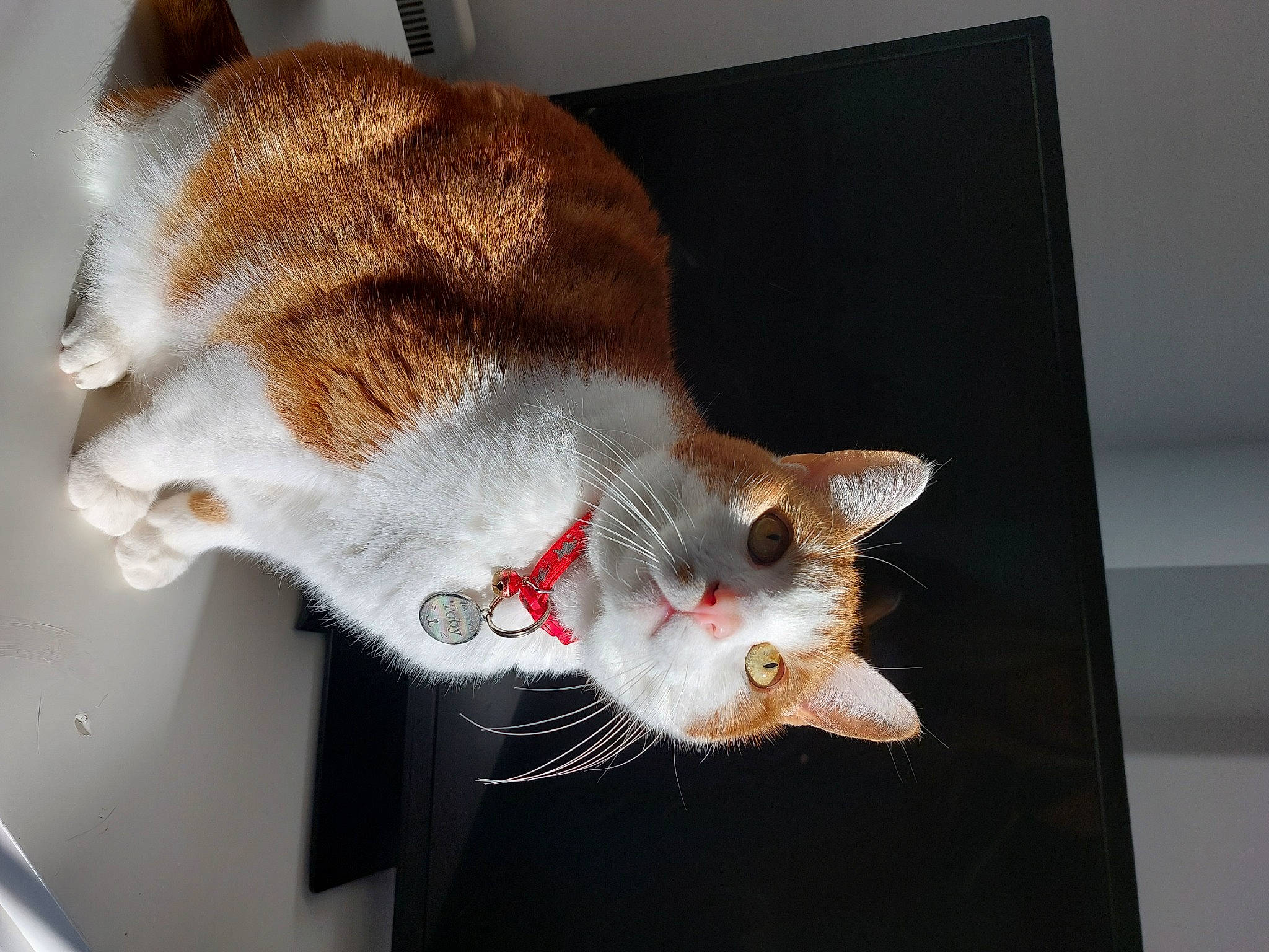 Toby is registered to the contest to win money with this photo: canidae, carnivore, cat, claw, collar, domestic_short_haired_cat, fawn, felidae, fur, mammal, paw, small_to_medium_sized_cats, snout, tail, whiskers