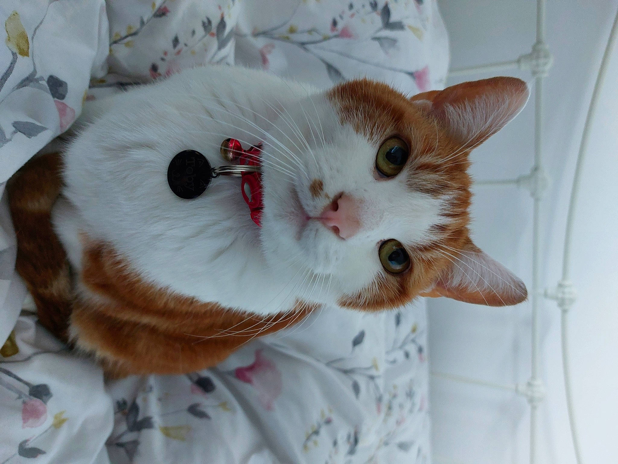 Toby is registered to the contest to win money with this photo: carnivore, cat, cat_supply, claw, collar, comfort, domestic_short_haired_cat, eye, fawn, felidae, fur, linens, paw, pet_supply, plant, small_to_medium_sized_cats, snout, tail, whiskers