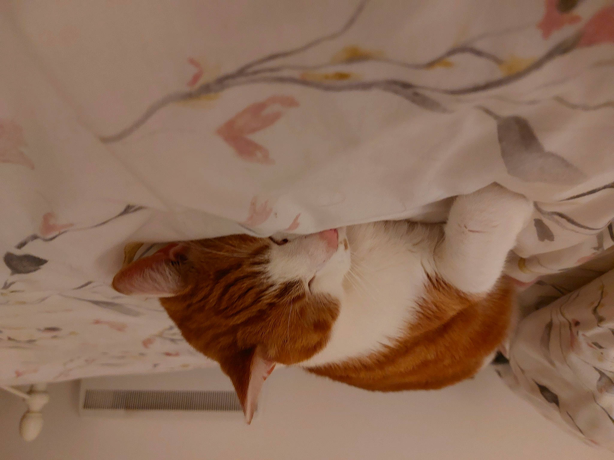 Toby joined the competition — help win amazing prizes! bed, cat, ceiling, comfort, domestic_short_haired_cat, fawn, feather, felidae, fur, linens, nap, paper, paper_product, paw, peach, room, small_to_medium_sized_cats, tail, whiskers, wood