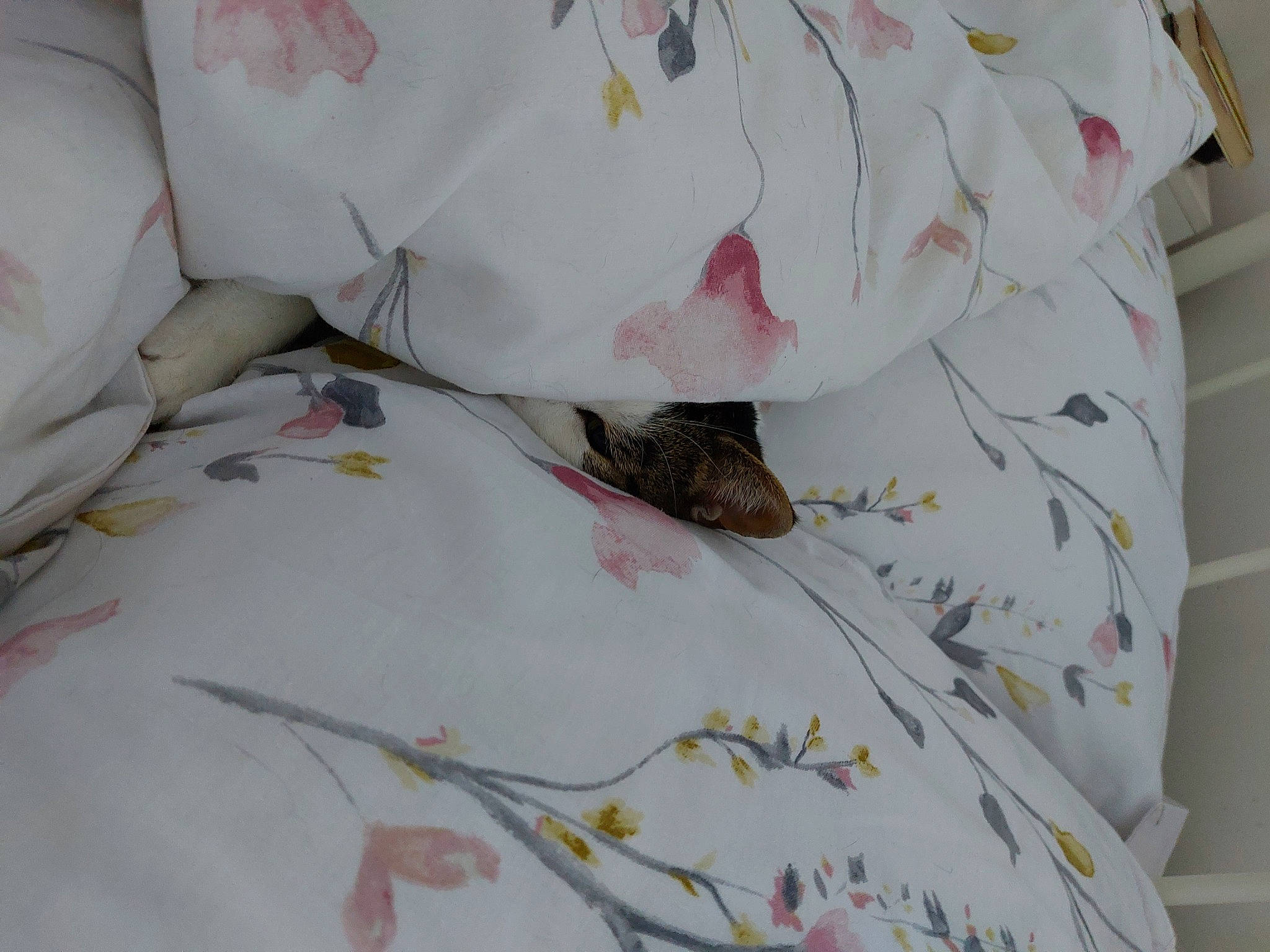 Alfie joined the competition — help win amazing prizes! baby_toddler_clothing, bed, bed_sheet, bedding, bedroom, blanket, carmine, comfort, curtain, linens, pattern, peach, pillow, room, sleeve, stitch, t_shirt, textile, uniform