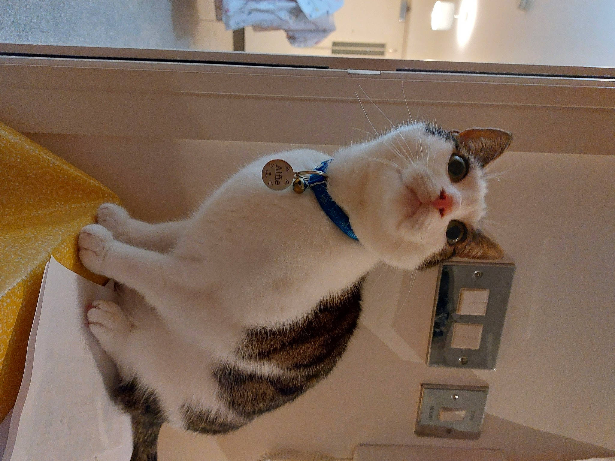 Alfie joined the competition — help win amazing prizes! box, cardboard, carnivore, carton, cat, domestic_short_haired_cat, ear, fawn, felidae, fur, paw, pet_supply, room, shipping_box, small_to_medium_sized_cats, snout, stuffed_toy, tail, whiskers, wood