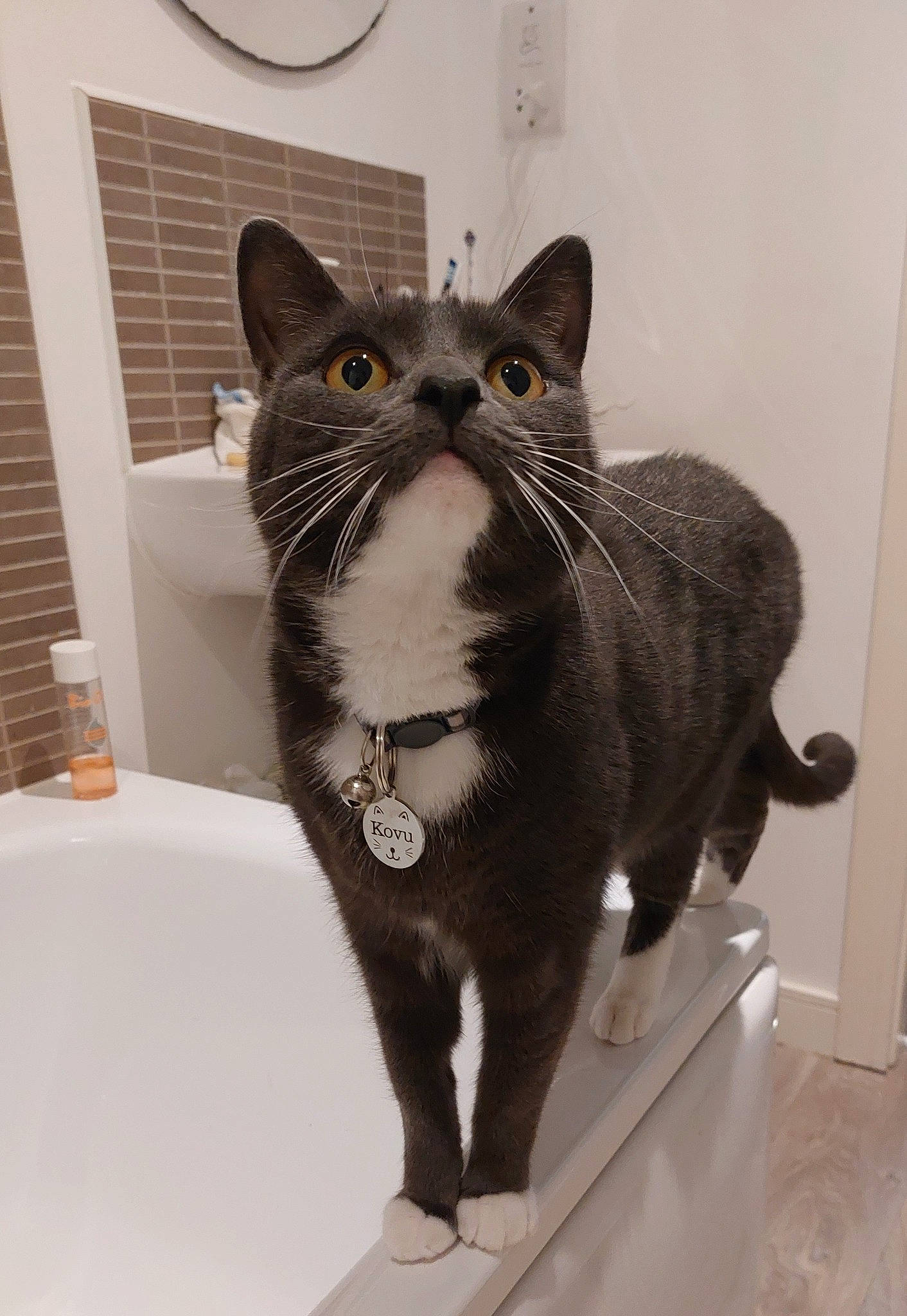 Kovu joined the competition — help win amazing prizes! bathroom, bathtub, bombay, carnivore, cat, domestic_short_haired_cat, felidae, fur, moustache, pet_supply, plumbing_fixture, small_to_medium_sized_cats, snout, tail, tap, terrestrial_animal, whiskers, window
