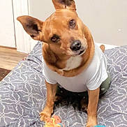 Woody joined the competition — help win amazing prizes! dog, pet, canine, brown_dog, white_shirt, sitting, head_tilt, upright_ears, black_nose, brown_eyes, bed, bedding, patterned_blanket, rope_toy, plush_toy, indoor, bedroom, home, portrait, playful