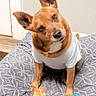 dog, pet, canine, brown_dog, white_shirt, sitting, head_tilt, upright_ears, black_nose, brown_eyes, bed, bedding, patterned_blanket, rope_toy, plush_toy, indoor, bedroom, home, portrait, playful