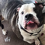 Koda is registered to the contest to win money with this photo: dog, pet, tongue_out, indoor, carpet, black_and_white, close_up, playful, canine, floor, collar, cute, animal, mammal, friendly, looking_up, paw, domestic, pet_accessory, expression