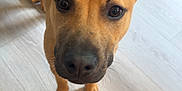 Henny is registered to the contest to win money with this photo: animal, background, brown_dog, canine, close_up, curious, cute, dog, ears, floor, flooring, household, indoor, looking_at_camera, one_ear_down, one_ear_up, pet, standing, wine_rack, wooden_floor