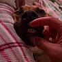 Henny joined the competition — help win amazing prizes! animal, blanket, brown_dog, close_up, cozy, cute, dog, domestic_animal, face, fur, hand, human_hand, indoor, nail_polish, paw, pet, playing, resting, sleeping, teeth