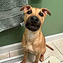 Henny joined the competition — help win amazing prizes! animal, bathroom, butterfly_rug, canine, cute, dog, ears, face, floor_vent, green_wall, indoor, looking_up, pet, rug, sitting, smiling_dog, tan_dog, tile_floor, towel, waiting