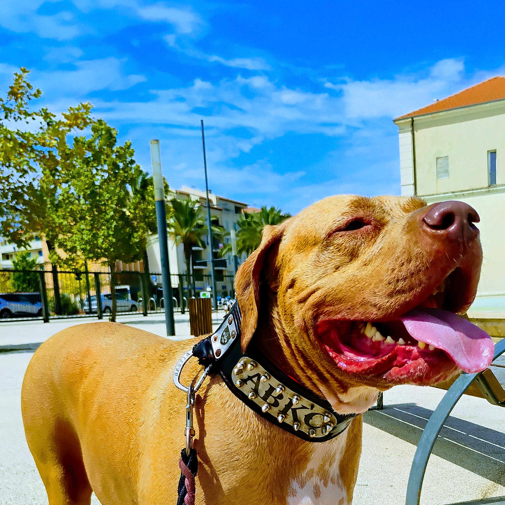 Cajou a rejoint le concours — aidez-le/la à gagner de superbes lots ! accessories, animal, boxer, bulldog, canine, car, collar, dog, hound, neighborhood, outdoors, person, pet, pitbull, plant, pointer, strap, summer, transportation, vehicle