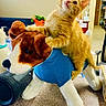 kitten, orange_cat, stuffed_animal, dog_toy, indoor, curious, playful, furniture, table, chair, room, pet, toy, blue_vest, animal, cute, soft_toy, cat, plush, household